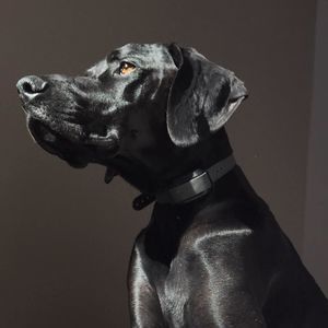 Meet your Posher, Alexa