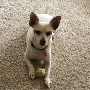 Meet your Posher, Sharon