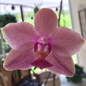 Meet your Posher, Pauline