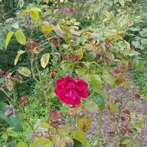 Meet your Posher, Nashell