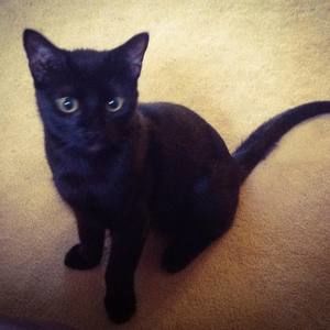 Meet your Posher, Lynnette