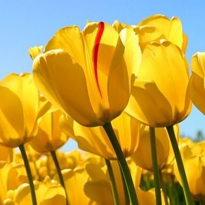 Meet your Posher, Dawn