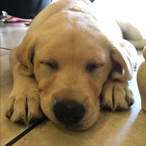 Meet your Posher, Elyse