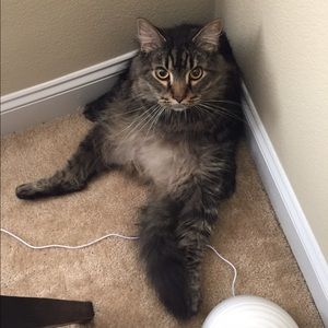 Meet your Posher, Cameren