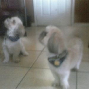 Meet your Posher, Faith