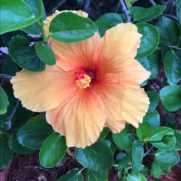 Meet your Posher, Liv