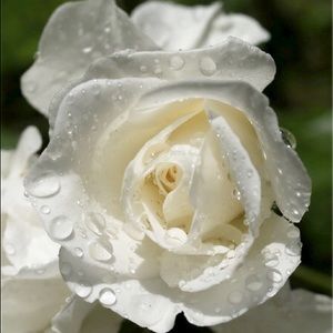 Meet your Posher, Saida