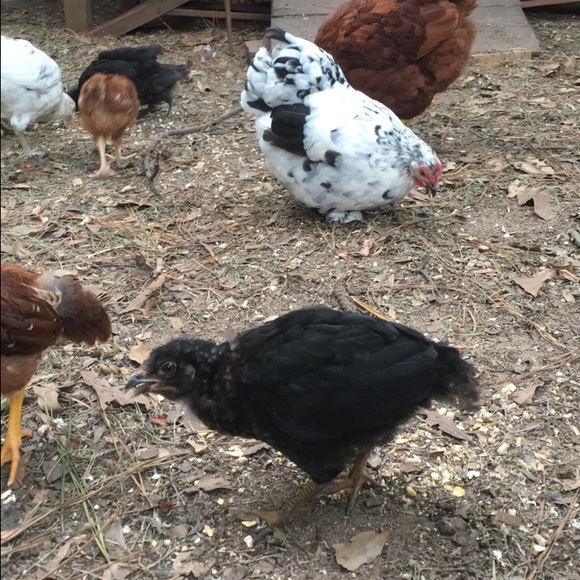 Meet your Posher, Lee