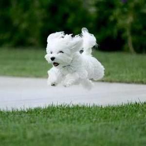 Meet your Posher, Pat