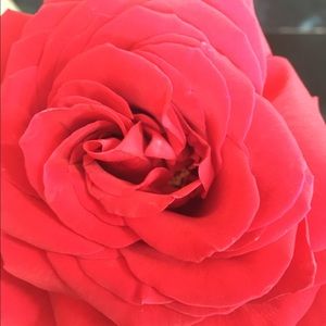 Meet your Posher, Mackenzie