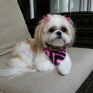 Meet your Posher, Janice