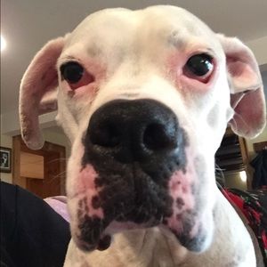 Bundle (dog not included)