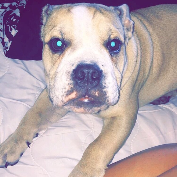 Meet your Posher, Avery - Picture 2 of 3