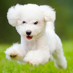 Meet your Posher, Fransisco