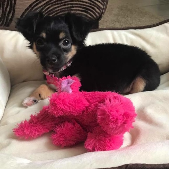 Meet the Posher - Picture 2 of 5