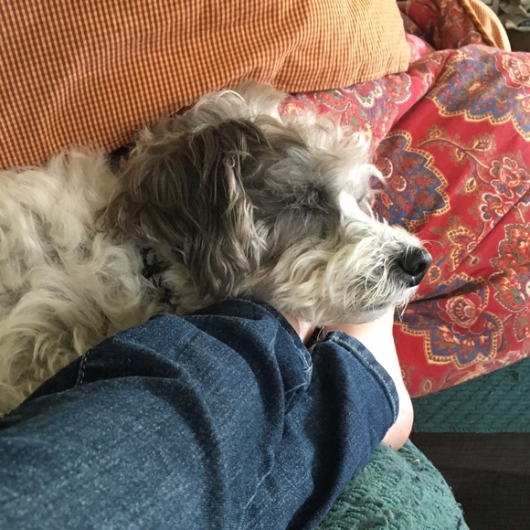 Meet your Posher, Miranda - Picture 3 of 3