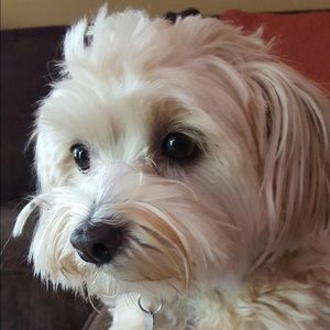 Meet your Posher, Robin