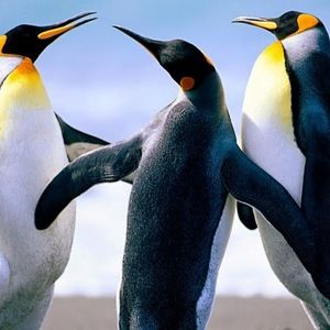 Meet your Posher, Cassandra