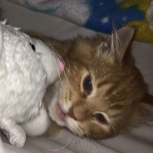 Meet your Posher, Emma