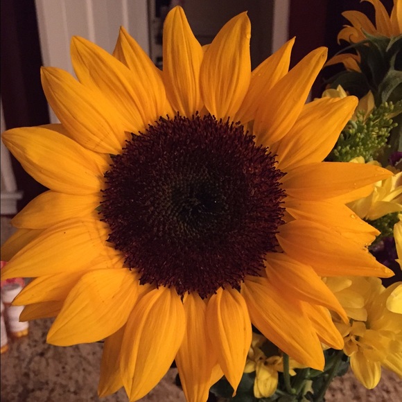 Meet your Posher, Elli - Picture 1 of 1