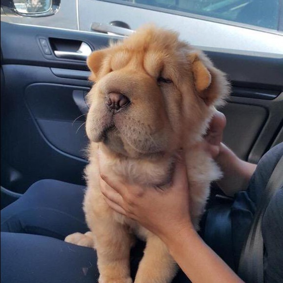 Meet your Posher, Lydia