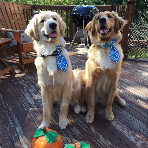 Meet your Posher, Megan - Picture 3 of 8