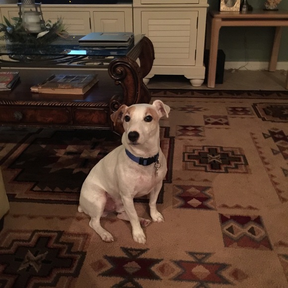 Meet your Posher, Jennifer - posh Ambassador ❤️ - Picture 3 of 3