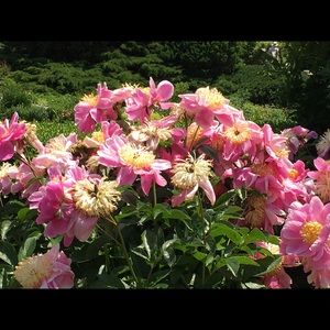 Meet your Posher, Nancy