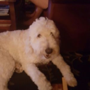 Meet your Posher, Jackie