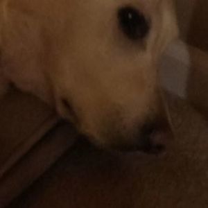 Meet your Posher, Roxy