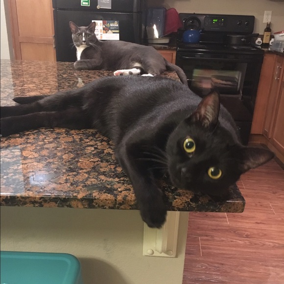 Follow Game! - Picture 2 of 2