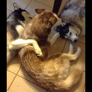 Meet your Posher, Carol