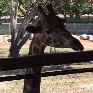 Meet your Posher, Shallene