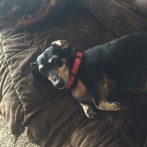 Meet your Posher, Riley