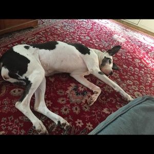 Meet your Posher, Lee