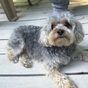 Meet your Posher, Paula