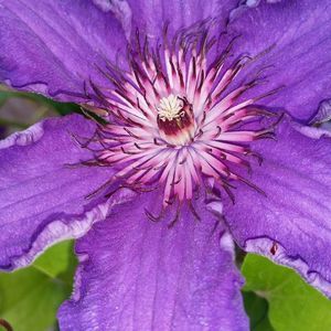 Meet your Posher, Roxanne