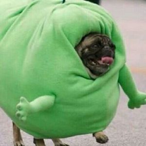 Meet your Posher, Julianne