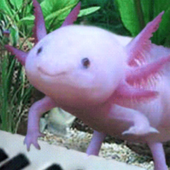 Meet your Posher, Cory - Picture 1 of 1