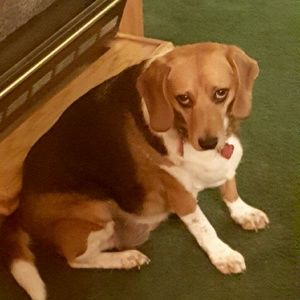 Meet your Posher, Dawn