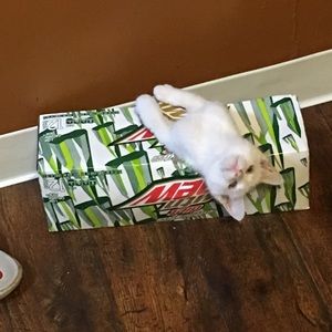 Meet your Posher, Kaley