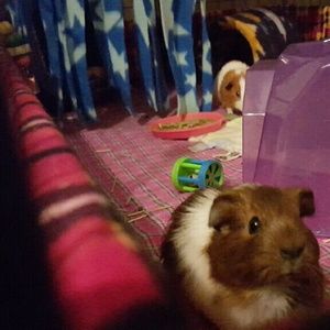 Meet your Posher, Brandie