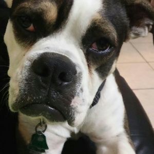 Meet your Posher, Diana