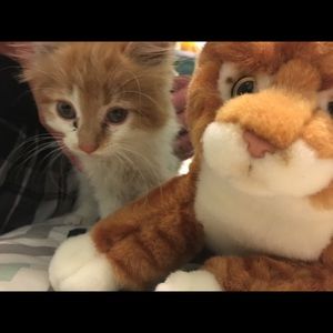 Meet your Posher, Kara