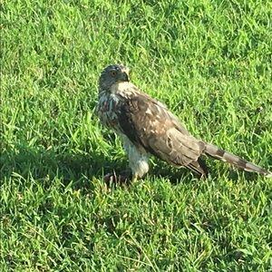 Meet your Posher, Tracy