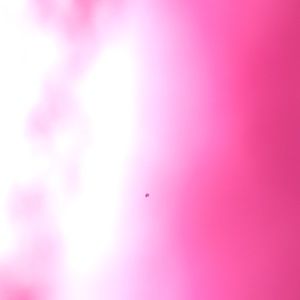 Meet your Posher, Rose