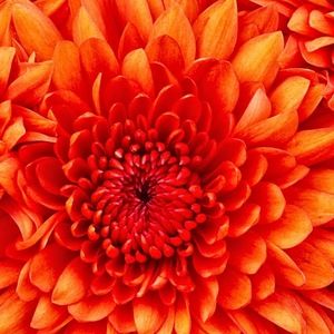 Meet your Posher, Kamryn