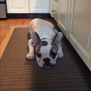 Meet your Posher, Ellen