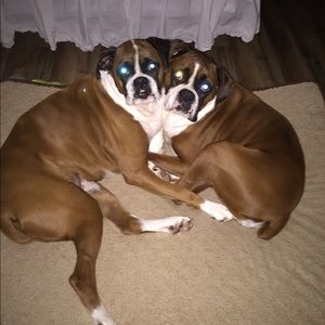 Meet your Posher, Robin