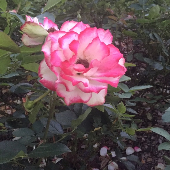 Meet your Posher, Rachel - Picture 1 of 1